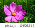 コスモス 8456814