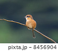 モズ 8456904