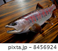 アマゴの剥製 8456924