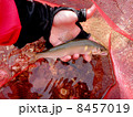 鮎 8457019