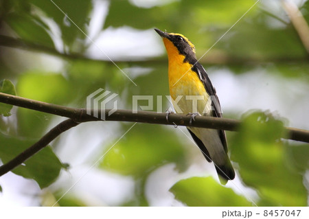 キビタキ 8457047