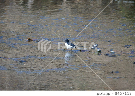 背黒鶺鴒セグロセキレイ 8457115