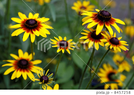 Yellow flowers on a green meadow. 8457258