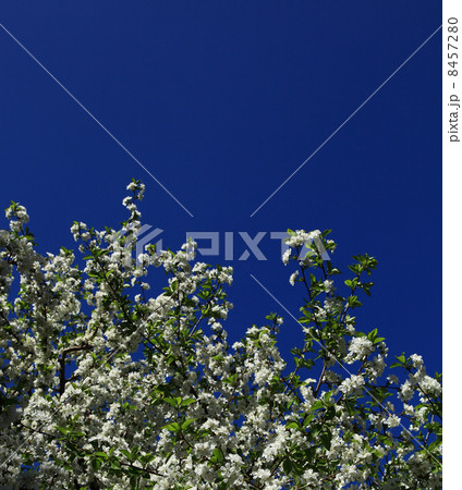 Tree branch cherry blossoms against the blue sky. Tree branch cherry blossoms against the blue sky. 8457280