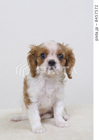 子犬 子犬 8457572