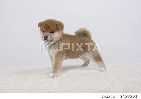 子犬 8457591