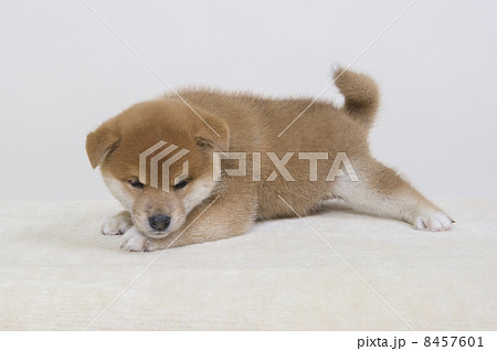 子犬 子犬 8457601