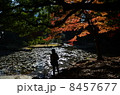 紅葉 8457677