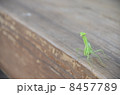 カマキリ 8457789