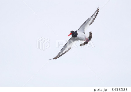 ミヤコドリ飛翔 8458583