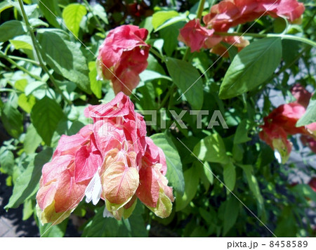 コエビソウ(小海老草)/ベロペロネ(Beloperone) 8458589