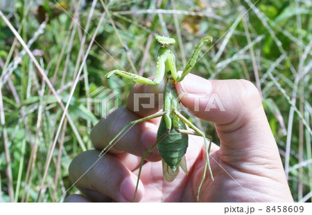 カマキリ採集 カマキリ採集 8458609
