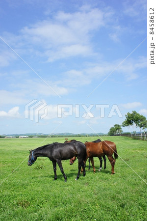 北海道の馬 北海道の馬 8458612
