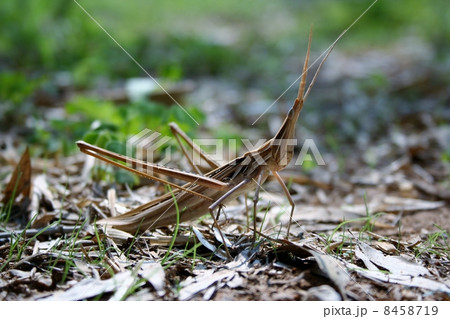 ショウリョウバッタ 8458719