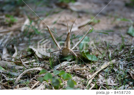 ショウリョウバッタ正面 8458720