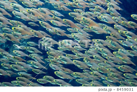 キンメモドキの群れ 8459031