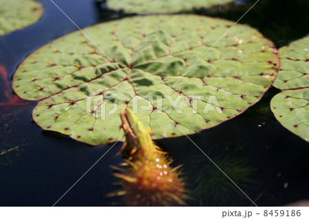 オニバス オニバス 8459186