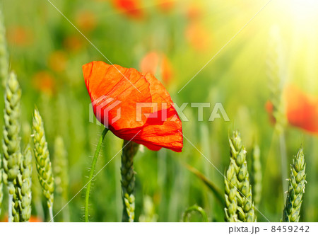 Poppy in a field 8459242