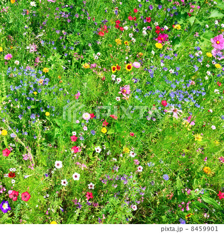 wild flowers wild flowers 8459901