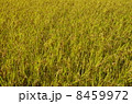 田んぼ 8459972