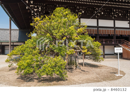 京都御所　紫宸殿　右近橘 8460132