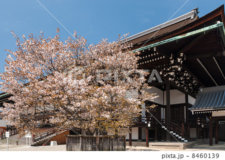 京都御所 紫宸殿 左近桜の写真素材