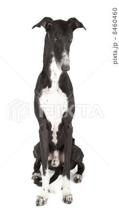 greyhound 8460460