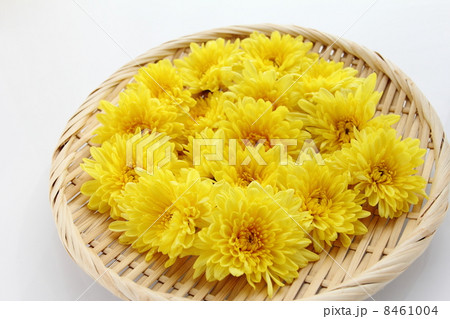 食用菊 8461004