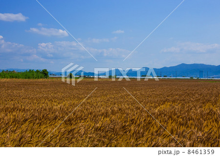 麦秋 麦秋 8461359