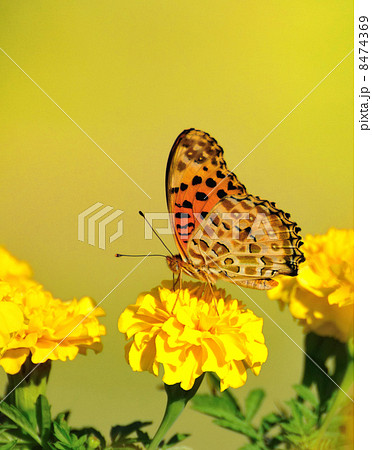 ツマグロヒョウモン ツマグロヒョウモン 8474369