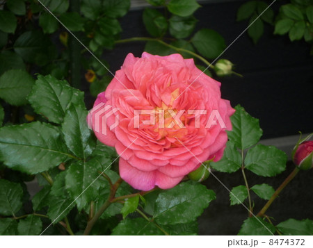 ピンクのばら 8474372