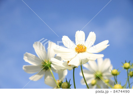 コスモス 8474490