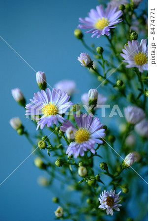 薄紫色のクジャクソウ 8474771