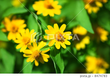 メランポディウムの花 8474783