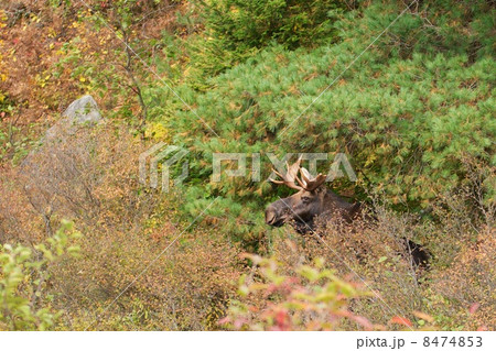カナダ ムース カナダ ムース 8474853