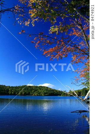 湖の紅葉２ 8474921