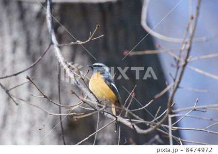 尉鶲　ジョウビタキ　雄 8474972