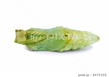 Swallowtail butterfly chrysalis Swallowtail butterfly chrysalis 8475359