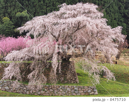 満開の又兵衛桜 満開の又兵衛桜 8475710
