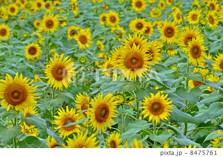 見沼田圃・ヒマワリ　キク科 8475761