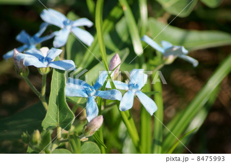 青い妖精！オキシペタルム：ブルースター 8475993