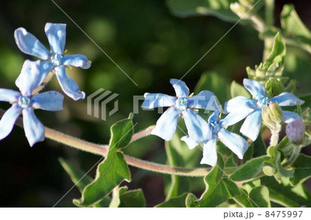 青い妖精！オキシペタルム：ブルースター 8475997