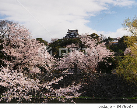 桜咲く彦根城 桜咲く彦根城 8476037