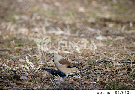 鴲 シメと申します。 鴲 シメと申します。 8476106