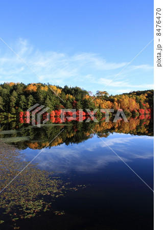 白駒池の紅葉 8476470