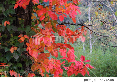 ツタウルシ 8476500