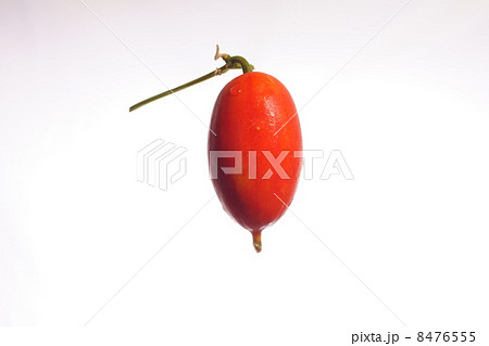 からすうりの実 8476555