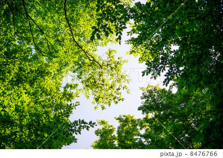 landscape of trees landscape of trees 8476766