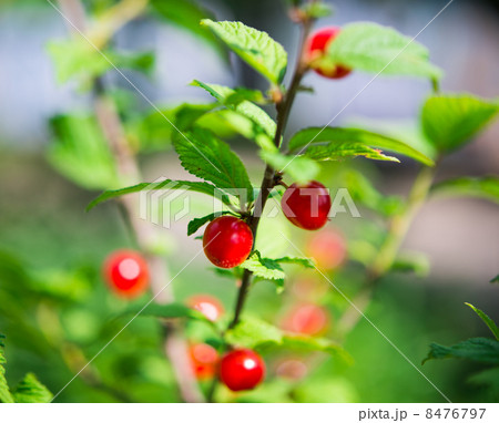 small cherries 8476797
