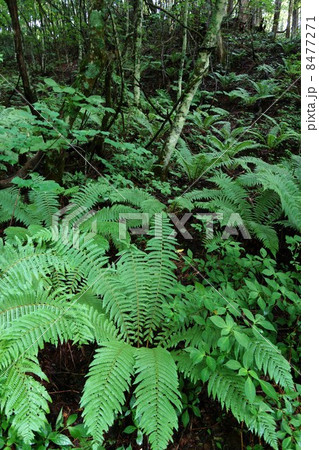 シダ シダ 8477271